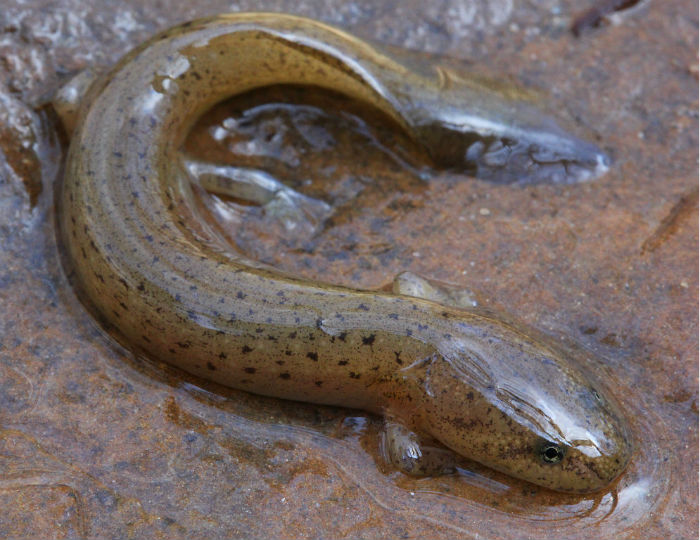 Red Salamander